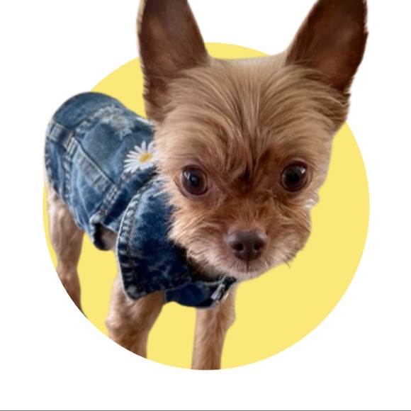yorkietownusalb